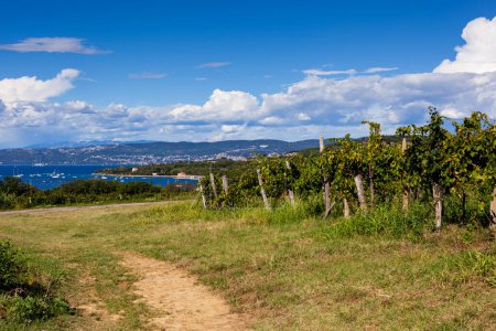 Téléchargez les photos : Vignobles panoramiques au bord de la mer dans la campagne istrienne Slovénie - en image libre de droit