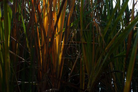 Foto de Cañas en el estanque. Cattails y pasto alto creciendo en los humedales - Imagen libre de derechos