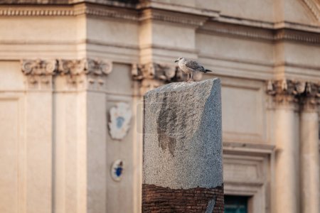 Photo for Rome, Italy- November 2022: The beautiful ruins and architectures by the Fori Imperiali parc - Royalty Free Image