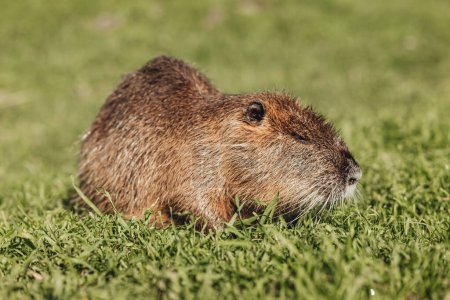 Téléchargez les photos : Portrait d'un mignon castor domestique sur l'herbe - en image libre de droit