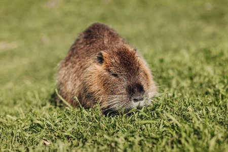 Téléchargez les photos : Portrait d'un mignon castor domestique sur l'herbe - en image libre de droit