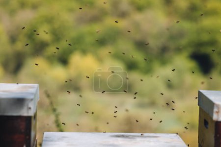 Téléchargez les photos : Des abeilles volent autour d'une ruche pour l'apiculture en uxembourg - en image libre de droit