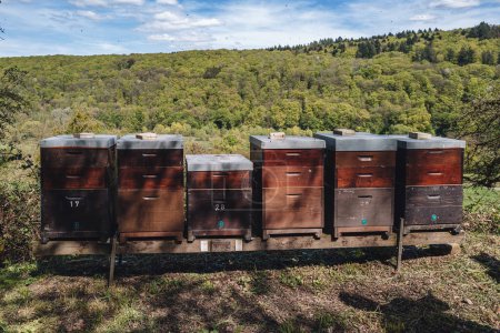 Foto de Abejas volando alrededor de una colmena para la apicultura en Luxemburgo - Imagen libre de derechos