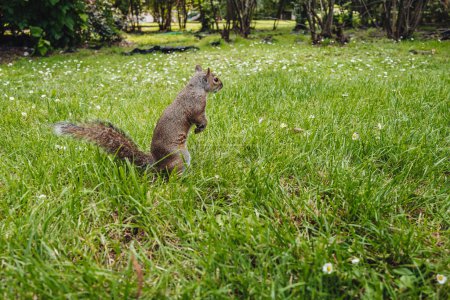 Photo for Cute squirrel in Parco Sempione, Milan - Royalty Free Image