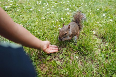 Téléchargez les photos : Joli écureuil au Parco Sempione, Milan - en image libre de droit