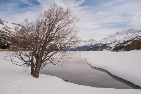 Foto de Saint Moritz, Suiza - marzo de 2024: Impresionantes montañas cubiertas de nieve alrededor del lago Sils y el pueblo de Maloja - Imagen libre de derechos