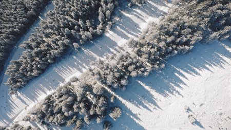 Top down snow mountain ski slope resort aerial. Tourist active sport. People at pine trees forest on snowy hill. Winter nature landscape. Mountaineering lifestyle. Carpathian, Bukovel, Ukraine, Europe