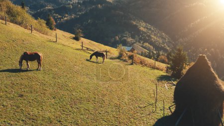 Luftsonne Alm mit Pferden in herbstlicher Naturlandschaft. Nutztiere am grünen Grashügel. Farmland auf dem Land an Kiefernwäldern auf Bergrücken. Ländliche Karpaten, Ukraine, Europa