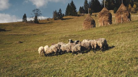 Lustige Schafe in luftiger Höhe. Nutztiere fressen Gras auf der Weide. Herbstliche Naturlandschaft. Landwirtschaftliches Land mit Wiesen und Heuhaufen. Tannenwald in den Karpaten, Ukraine, Europa