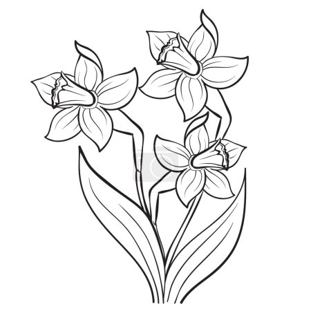 Téléchargez les photos : Narcisse, fleur, croquis, coloration, objet isolé sur fond blanc, illustration vectorielle, eps - en image libre de droit