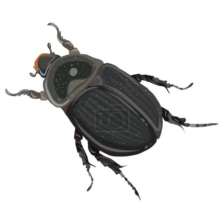 Ilustración de La imagen muestra un dibujo detallado de un escarabajo. El escarabajo tiene un cuerpo fuerte y ovalado con una cubierta quitinosa negra brillante, decorada con pequeñas manchas blancas. La cabeza del escarabajo es parcialmente visible con una coloración naranja en la base de la cabeza, y als - Imagen libre de derechos