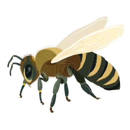 Téléchargez les photos : L'image montre une illustration détaillée d'une abeille. L'abeille a des ailes transparentes, un corps segmenté avec des bandes alternées de jaune et noir, six pattes et antennes. Cette image est intéressante car elle offre une vue claire et rapprochée de l'abeille a - en image libre de droit