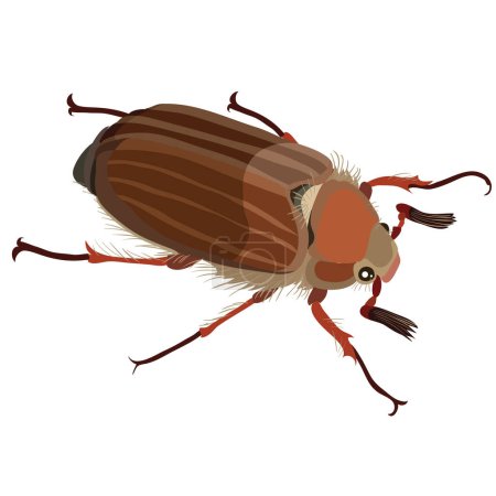 L'image montre une illustration détaillée du scarabée. Le coléoptère a un corps brun avec des rayures brun foncé, six pattes, deux antennes, et est représenté par le haut. Cette image peut être pertinente pour la recherche entomologique ou pour les personnes intéressées par illustra