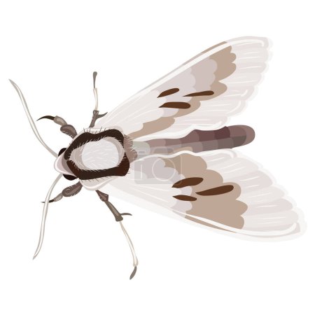 Ilustración de La imagen muestra una ilustración detallada de una polilla. La polilla tiene un par de alas grandes con patrones en tonos de blanco y marrón, y un par de alas más pequeñas debajo de ellas. El cuerpo es alargado con segmentación visible, y las antenas parecen esponjosas. - Imagen libre de derechos