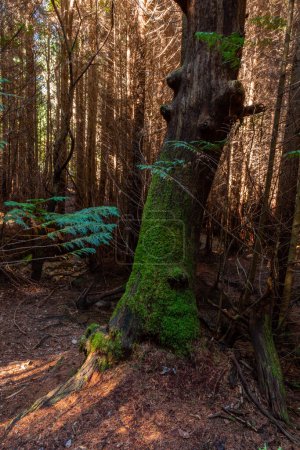 Téléchargez les photos : The moss on the trees in the woods at Geres, Portuguese National Park - en image libre de droit