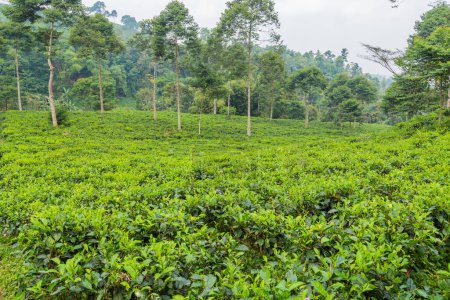 Téléchargez les photos : Feuilles de thé vert frais sur une plantation de thé à Sukabumi, Indonésie - en image libre de droit