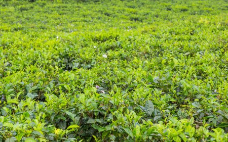 Téléchargez les photos : Feuilles de thé vert frais sur une plantation de thé à Sukabumi, Indonésie - en image libre de droit