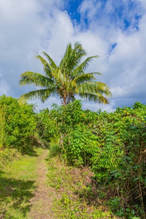 Téléchargez les photos : Sentier étroit à travers la forêt tropicale luxuriante de Suva, Fidji - en image libre de droit