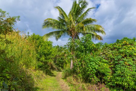 Téléchargez les photos : Sentier étroit à travers la forêt tropicale luxuriante de Suva, Fidji - en image libre de droit