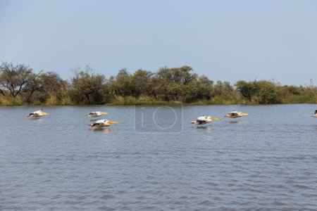 Pelicans in Djoudi national park reserve. Senegal