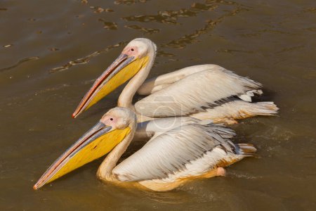 Pelicans dans la réserve de parc national Djoudi. Sénégal