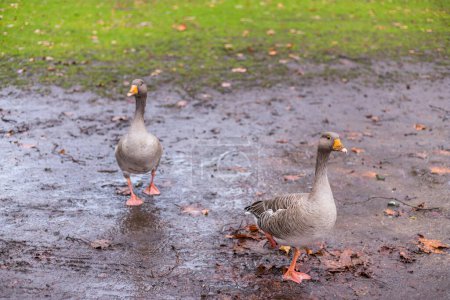Photo for Ducks in Hyde Park. London, United Kingdom - Royalty Free Image