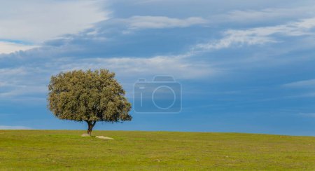 Téléchargez les photos : A lonely oak in the middle of the pasture in Extremadura. Spain - en image libre de droit