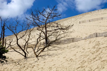 Photo for The Famous dune of Pyla, the highest sand dune in Europe, in Pyla Sur Mer, France. - Royalty Free Image