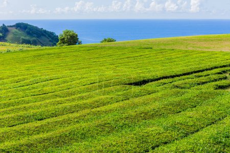 Foto de Sao Miguel, isla de las Azores, Portugal, hileras de plantaciones de té de la fábrica de té Gorreana Cha Gorreana. El único, plantación de té en Europa, Sao Miguel, Azores, Portugal - Imagen libre de derechos