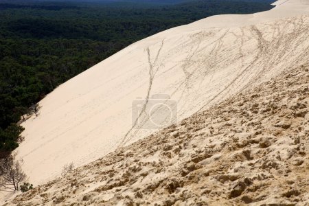 Photo for The Famous dune of Pyla, the highest sand dune in Europe, in Pyla Sur Mer, France. - Royalty Free Image