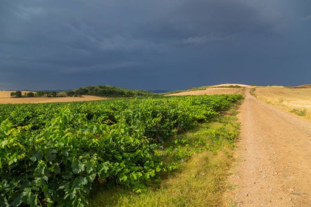 Photo for Vineyards along the Camino De Santiago, the Way of St. James pilgrimage route, Navarra, Spain. (Focus on the vines) - Royalty Free Image