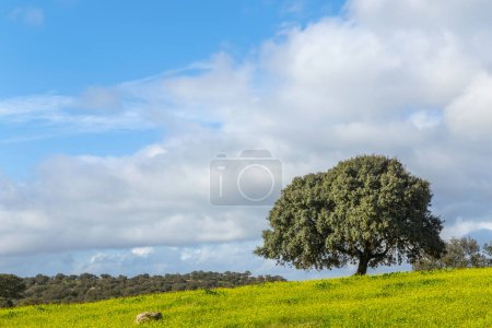 A lonely oak in the middle of the pasture in Extremadura. Spain