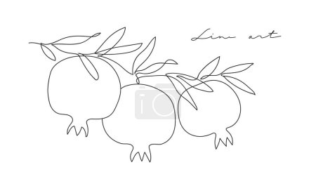 Foto de Rama con granadas y hojas. Dibujo moderno de una sola línea. Dibujo continuo de línea. Esquema dibujo diseño vector ilustración - Imagen libre de derechos