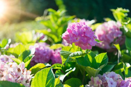 Foto de Flor de hortensias rosadas (Hydrangea macrophylla) en el jardín. Flores de hortensias brillantes en el jardín con fondo borroso bokeh. - Imagen libre de derechos