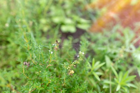 Photo for Thyme plant in the garden. Organic fresh herb. Herbaceous plant thyme ordinary. Farming in the village. - Royalty Free Image