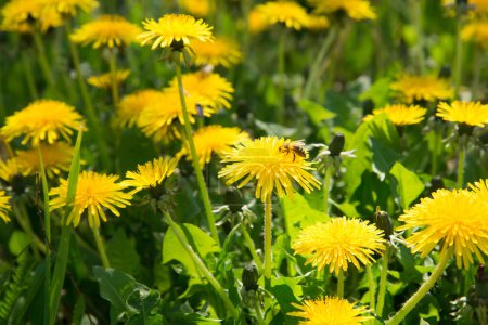 Téléchargez les photos : Pissenlits sur une prairie verte. L'abeille collecte le pollen et le miel - en image libre de droit