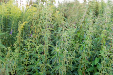 Nettles in the garden. Nettle is a medicinal plant that is used as a bleeding, diuretic, antipyretic, wound healing, antirheumatic agent.