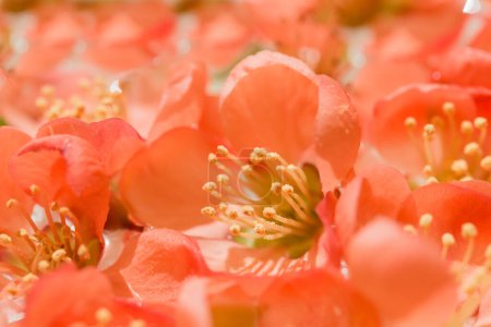 Orange Flower Inside Close Up. Decorative Japanese quince.