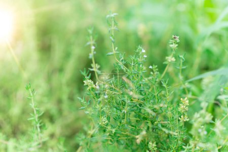 Photo for Thyme plant in the garden. Organic fresh herb. Herbaceous plant thyme ordinary. Farming in the village. - Royalty Free Image