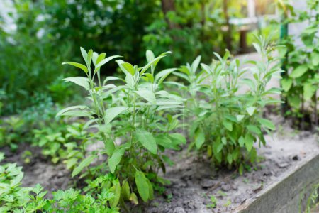 Téléchargez les photos : Sauge officinale (Salvia officinalis) - stades de croissance. des plantes vertes poussant dans une ferme en serre - en image libre de droit