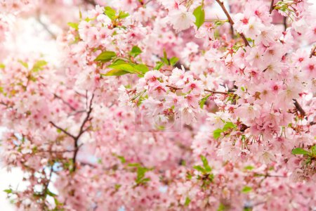 Foto de Cherry blossom. pink and beautiful sakura. spring flowers. Beautiful nature with a blooming tree and sunlight. - Imagen libre de derechos