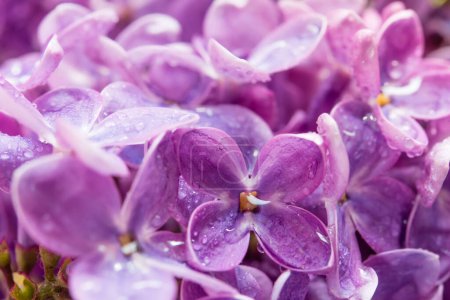 Téléchargez les photos : Close-up of purple lilac flowers - en image libre de droit