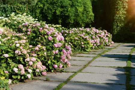 rosa Hortensienbüsche im Park. Selektive Fokussierung auf einen schönen Strauch voller blühender Blumen und grüner Blätter unter Sonnenlicht im Sommer.