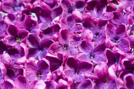 Happy mother's day, women's day or birthday background. Floral minimalism greeting card. Juicy purple lilac flowers in water drops.