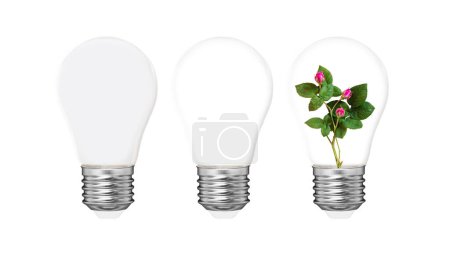 Tres bombillas aisladas. Bombillas blancas y transparentes con una idea diferente. Rosas. Planta que crece en el concepto de bulbo. Protección del medio ambiente, fuentes de energía renovables.