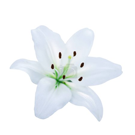 Téléchargez les photos : Lys blanc fleur isolée sur fond blanc - en image libre de droit