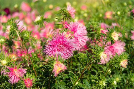 Lila Astern im Park. Selektive Fokussierung auf einen schönen Strauch voller blühender Blumen und grüner Blätter unter Sonnenlicht im Sommer.