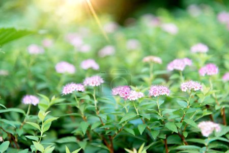 Gros plan belle fleur violette avec des fleurs dans le parc. Focus sélectif sur un beau buisson de fleurs florissantes et de feuilles vertes sous la lumière du soleil en été.