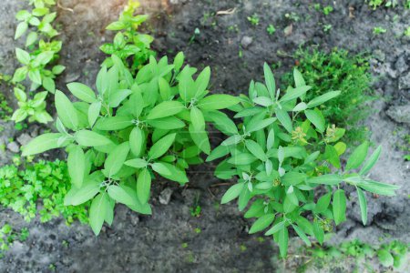 Téléchargez les photos : Sauge officinale (Salvia officinalis) - stades de croissance. des plantes vertes poussant dans une ferme en serre - en image libre de droit