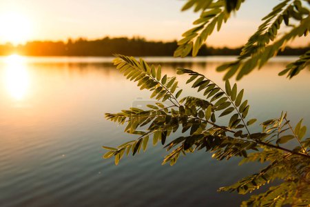 Téléchargez les photos : Paysage rural pittoresque d'un coucher de soleil sur un lac. Branche d'arbre au premier plan. - en image libre de droit